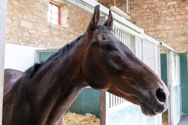 horses for sale