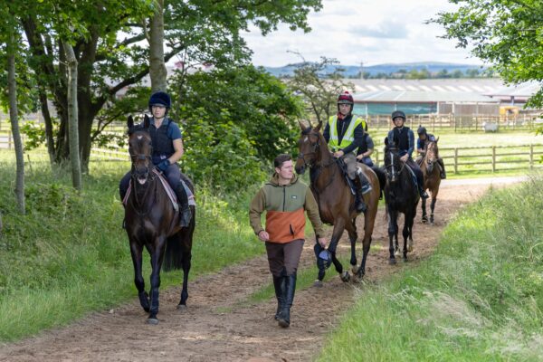 horses in training