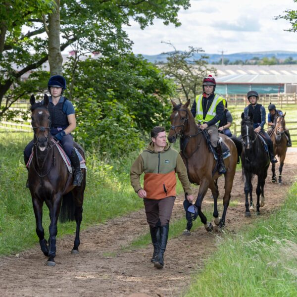 horses in training